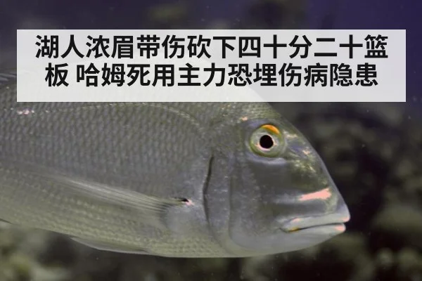 湖人浓眉带伤砍下四十分二十篮板 哈姆死用主力恐埋伤病隐患